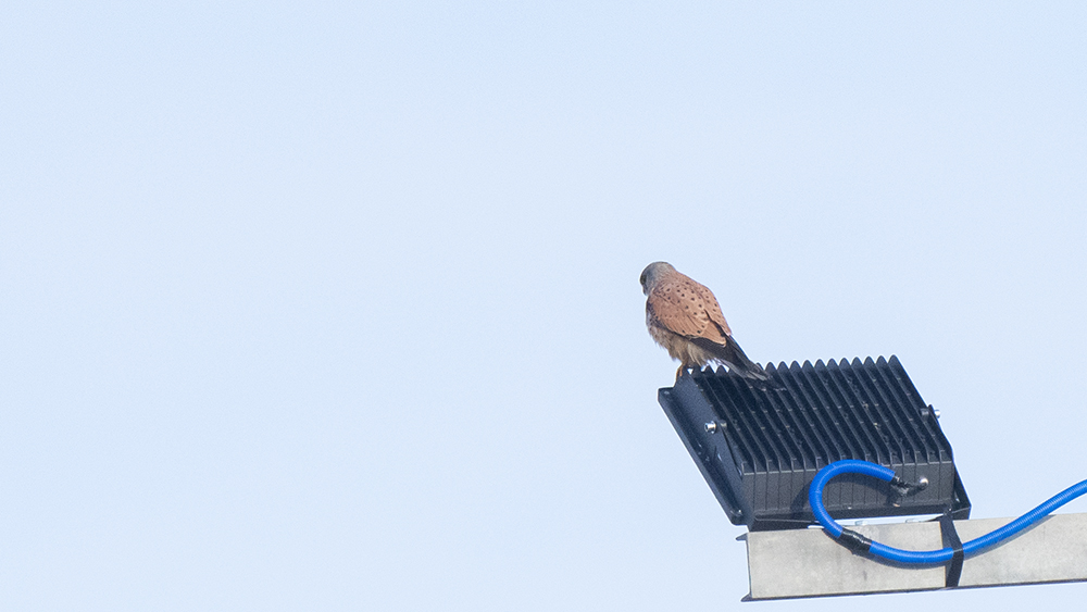 Eurasian Kestrel